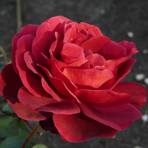 - - Ruža - Edith Piaf® Gpt - 